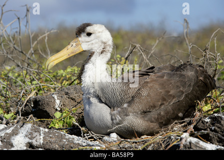 Young Waved Albatross aka Galapagos Albatross, Phoebastria irrorata syn Diomedea irrorata, Diomedeidae, Espanola, Galapagos Stock Photo