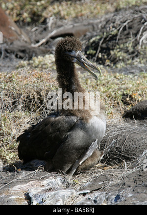 Young Waved Albatross aka Galapagos Albatross, Phoebastria irrorata syn Diomedea irrorata, Diomedeidae, Espanola, Galapagos Stock Photo