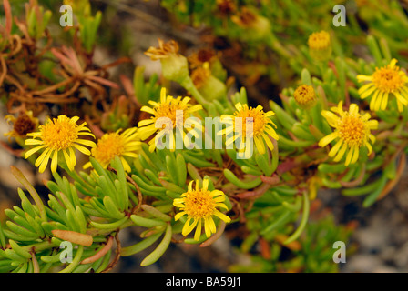 Inula marina, Asteraceae, Putzu Idu dune, Oristano Sardinia, Italy Stock Photo