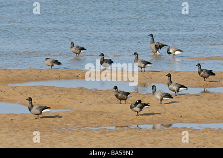 Flock of dark bellied brent geese Branta bernicla at rest on beach in Norfolk Stock Photo