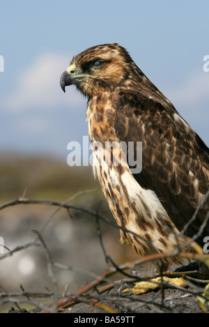 Galapagos Hawk, Buteo galapagoensis, Punta Suarez, Galapagos National Park, Espanola Island, Galapagos Archipelago, Ecuador Stock Photo