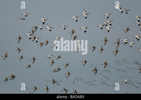 Flock of Avocets and Black tailed Godwits over coastal marshes Norfolk ...