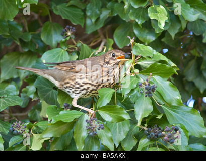 Song thrush Turdus philomelos eating berries of ivy Hedera helix Bedfordshire April Stock Photo