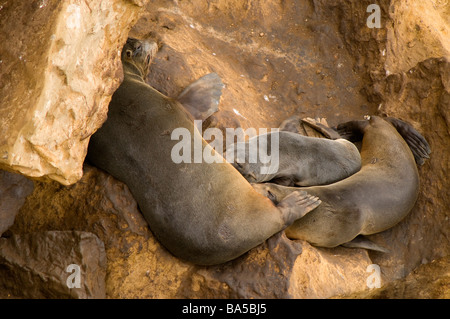South American fur seal Arctocephalus australis Paracas National Reserve Peru Stock Photo