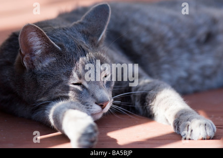 A gray tabby naps in the shade after a long day. Stock Photo