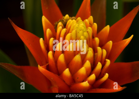 Guzmania sp. 'Torch', Bromeliaceae, tropical America Stock Photo