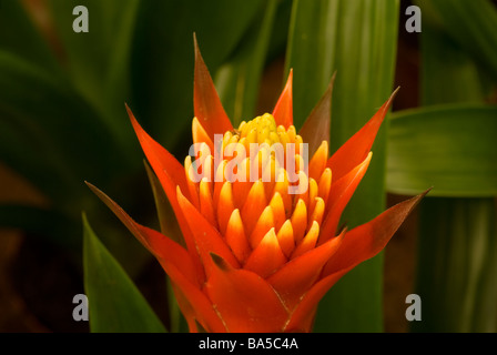 Guzmania sp. 'Torch', Bromeliaceae, tropical America Stock Photo