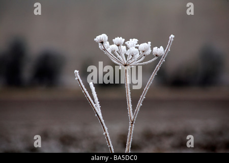 Cow Parsley, Anthriscus sylvestris, seedheads covered with hoar frost at Dorset, UK in January Stock Photo