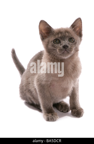 Burmese blue kitten Sitting Portrait Studio Stock Photo