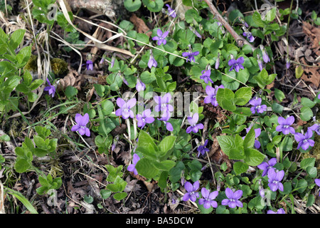 Hairy Violet, Viola  hirta, Monsal Dale, Derbyshire England Stock Photo