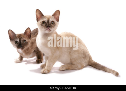 Burmese chocolate and tortie kittens Standing Portrait Studio Stock Photo