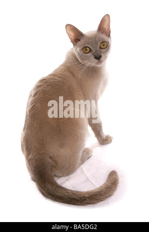 Lilac burmese cat sitting portrait studio Stock Photo