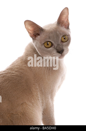 Lilac burmese cat portrait studio Stock Photo