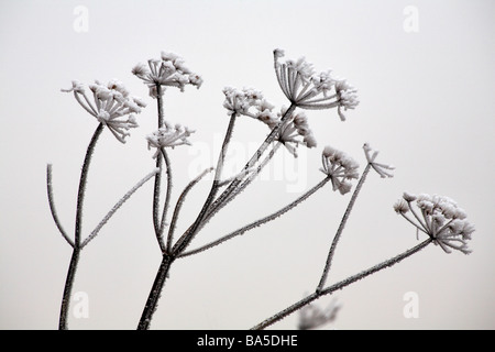 Cow Parsley, Anthriscus sylvestris, seedheads covered with hoar frost at Dorset, UK in January Stock Photo