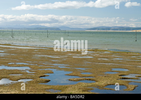 Numerous wooden poles sunk in the Culbin sands were intended to prevent World War 2 enemy gliders from landing in Morayshire Stock Photo