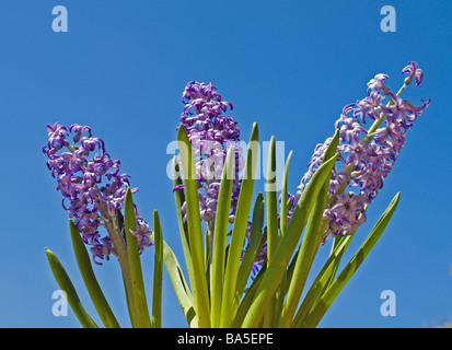 Blue Jacket Hyacinth Hyacinthus orientalis against the Spring skies of Florida Stock Photo