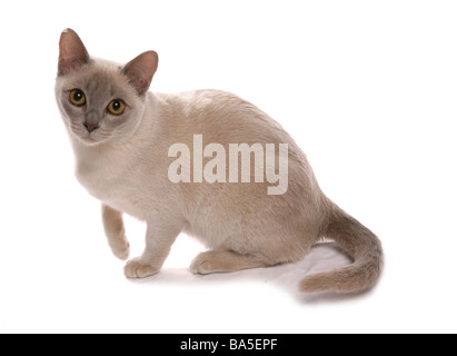 Lilac burmese cat sitting portrait studio Stock Photo