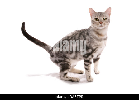 Snow marbled bengal cat sitting portrait studio Stock Photo