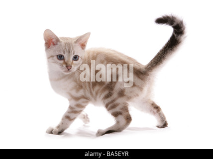 Blue eyed Snow marbled Bengal Standing Portrait Studio Stock Photo