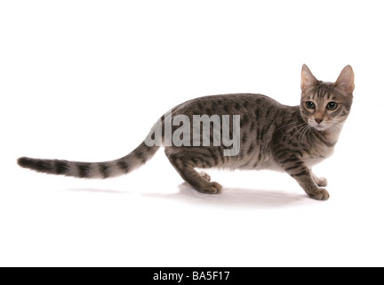 Silver blue Snow spotted Bengal Sitting Portrait Studio Stock Photo