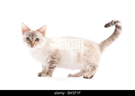 Blue eyed Snow spotted Bengal Sitting Portrait Studio Stock Photo