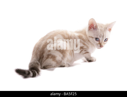 Blue eyed Snow marbled Bengal Sitting Portrait Studio Stock Photo