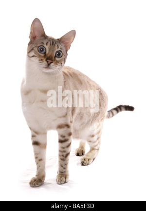 blue eyed snow spotted bengal adult cat Sitting Portrait Studio Stock Photo