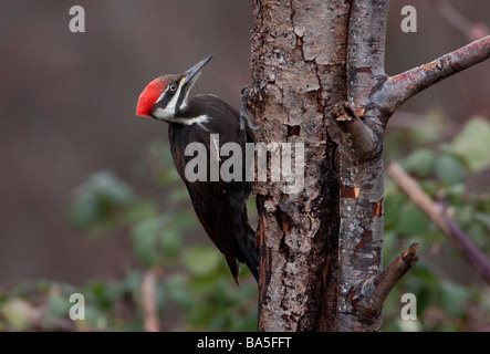 Pileated Woodpecker Dryocopus pileatus searching for bugs in tree trunk in garden at Nanaimo Vancouver Island BC in March Stock Photo