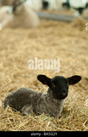 Baby black-faced lamb lying in straw Stock Photo