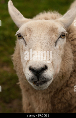 Close up head shot of a white sheep looking at the camera Stock Photo