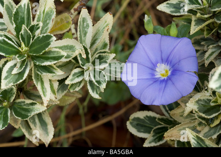 Moonflower Ipomoea alba “Heavenly Blue”,  Convulvaceae, Landriana's Gardens, Lazio, Italy Stock Photo