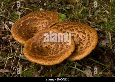 Dryads Saddle Polyporus Squamosus, edible fungus class Basidiomycetes, Family Polyporaceae, Castel di Sangro, Abruzzo, Italy Stock Photo