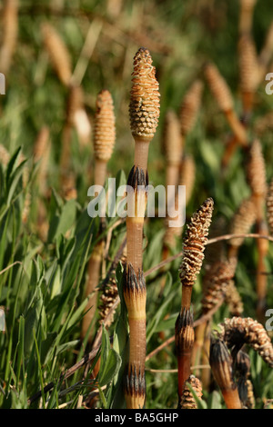 Field Horsetail Equisetum arvense Family Equisetaceae Close up macro detail of fruiting stem with fruiting bodies Stock Photo