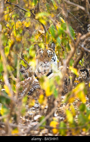 Wild Royal Bengal indian tiger eating kill of spotted deer or Chital Axis Axis in thick undergrowth Bandhavgarh National Park Ma Stock Photo