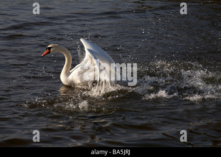 Mute swan, Cygnus olor, flapping wings on frozen lake in Poole Park, Dorset in January Stock Photo