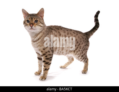 Snow spotted bengal cat standing portrait Studio Stock Photo