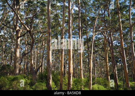 Boranup Karri Forest near Margaret River, in the Leeuwin-Naturaliste National Park, Western Australia, AUSTRALIA Stock Photo