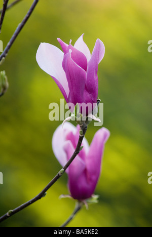 Magnolia liliflora Nigra, Magnoliaceae Stock Photo