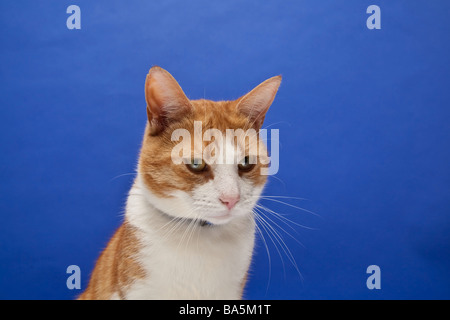 Ginger tom cat against a blue studio background Stock Photo