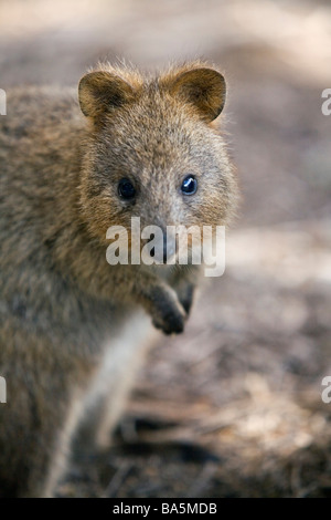 A Quokka (Setonix brachyurus) - a small marsupial native only to Rottnest Island, Western Australia, AUSTRALIA Stock Photo