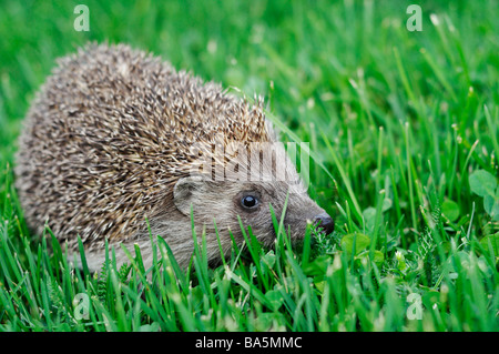 Hedgehog Erinaceus Europaeus Stock Photo