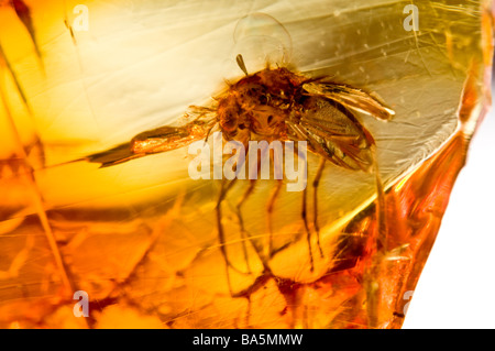 Fly in prehistoric Baltic Amber from Lithuania Stock Photo