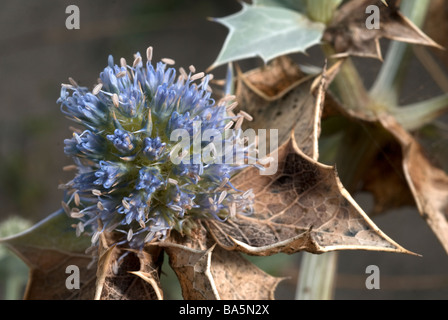 Sea Holly (Eryngium maritimum), Umbrelliferae, Castel Fusano dunes, Roma, Lazio, Italy Stock Photo