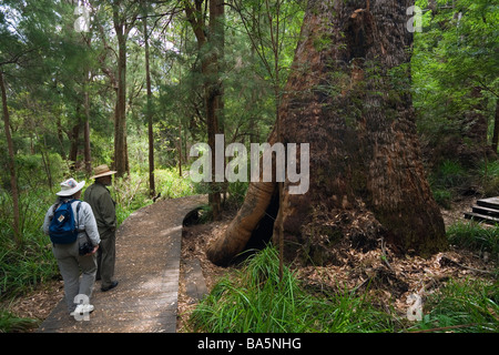 Ancient Empire boardwalk.  Walpole-Nornalup National Park, Western Australia, AUSTRALIA Stock Photo