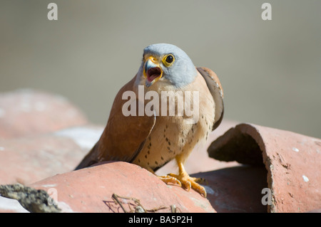 Lesser Kestrel Falco naumanni Extremadura Spain Stock Photo