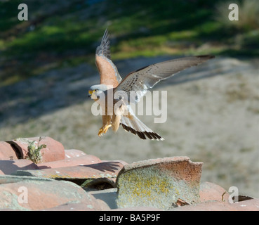 Male Lesser Kestrel Falco naumanni landing Extremadura Spain Stock Photo