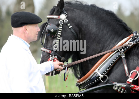 Portrait of a beautiful black horse being tendered by a man in white overalls Stock Photo