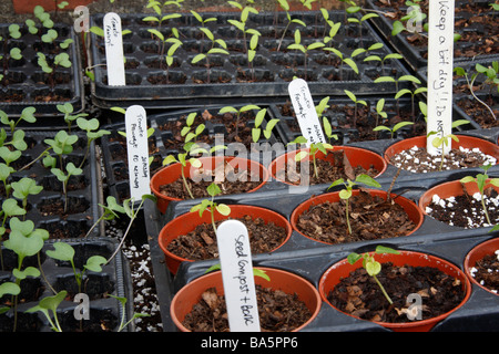 Trays and pots of tomato and vegetable seedlings Stock Photo