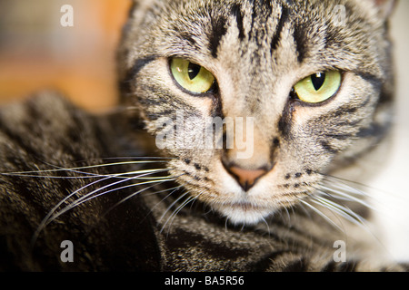 tabby cat portrait Stock Photo