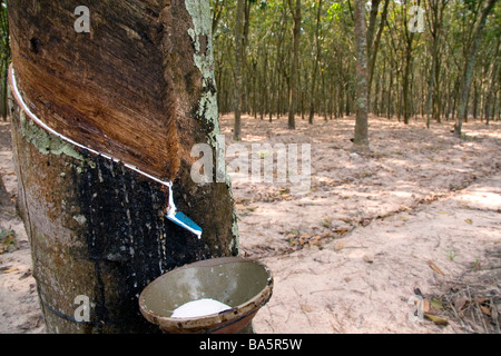 Latex being collected from a rubber tree on a plantation near Tay Ninh Vietnam Stock Photo